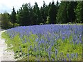 Viper's bugloss and conifers on Clarendon Hill in SP9 7DX
