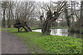 Willows, River Wey Navigation in GU1 1QA