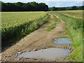 Track through wheat, Penton Mewsey in SP11 0HJ
