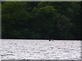 Heron on Loch Venachar in FK17 8HG