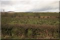 Hedge and fields, Croftamie in G63 0ET
