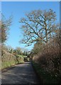 Oak above lane, Combe Hay in BA2 8BU