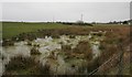 Wetland at the corner of the field in Dunbartonshire