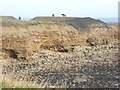 Horses on the clifftop at Whitburn in SR6 7DY
