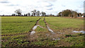 Tractor tracks in crop field by Old Hall Farm in NR13 4EY
