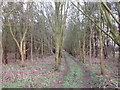 Track through a plantation in DN15 9HB