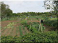 Allotments by Cottenham Road, Histon in Histon