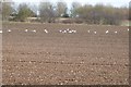 A bare earth field with birds in CM3 3PJ