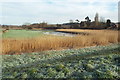 Reedbeds and wetland at Stutton Mill in IP9 2TH
