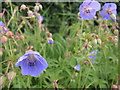 Geranium pratense 'Mrs Kendall Clark' in BS37 8RQ