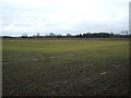 Young crop field, Queens Farm in Fen Ditton & Fulbourn Ward