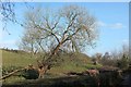 Tree by the Conygre Brook in Farmborough