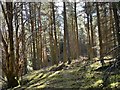 Mixed woodland, Jedderfield in EH45 8NH