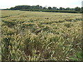 Wheatfield south of Whaddon in SP5 3HD