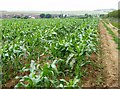 Sweetcorn east of Arreton in PO30 3AY