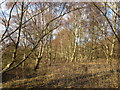 Silver birches in Foxhills Plantation in DN15 8NJ