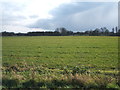 Crop field east of Freckenham in IP28 8JG