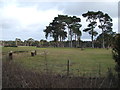Equestrian course, Herringswell in Herringswell