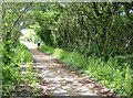 Cyclist on NCN 23 in Merstone