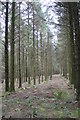 Coniferous forest at Hustyn in PL27 7LG