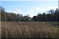 Reeds in the Nidd Valley in HG3 5DG