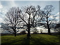 Eltham: three trees in silhouette in SE9 5NY