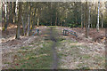 Queen's Wood near Bagshot in GU19 5PN