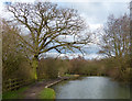 Tree along the towpath of the Erewash Canal in NG16 4AS