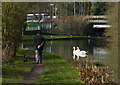 Swans on the Erewash Canal in NG16 4EW