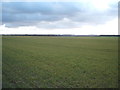 Young crop field west of Risby in IP28 6RD