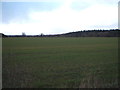 Young crop field east of Risby in IP28 6RN
