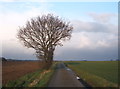 Lone tree on Hyde Road in IP28 6NA
