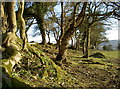 Trees on Burledge Hill fort in BS39 5UL