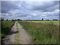 Hurdlehall Drove and wheat fields in CB25 0JJ