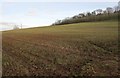 Field and wood near Hunstrete in BA2 9AD
