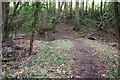 Path through Common Wood in BS39 4NT