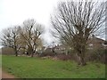 Trees on the perimeter of Roxbourne Park in HA5 1PN