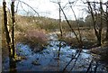 Wetlands at Oldhall Ponds in Shewalton