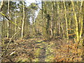 Public footpath through Spring Wood in Broxtowe District (B)