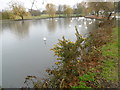 Swans on the Boating Lake in Harrow Lodge Park in RM12 4QZ