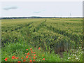 Wheat fields near Neap House in DN15 8TX