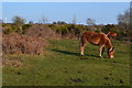 Ponies on Blackwell Common in SO45 1XL