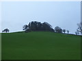 Wooded knoll on the skyline in Abermule with Llandyssil Community