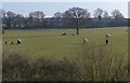 Horses in a field next to Anstey Lane in LE7 7HW
