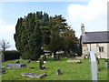 Yew trees at St Meugan's Church, Llanrhydd in LL15 1YQ