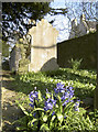 Early flowers in the churchyard in BS31 2TQ