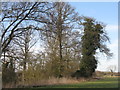 Marlpit Plantation, Egginton in DE65 6GW