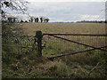 Gate by Plumstead Road in NR13 5BU