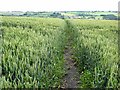Cut path through field of wheat in DL14 7GF