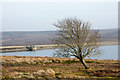 Lone tree near to Hisehope Reservoir in Muggleswick